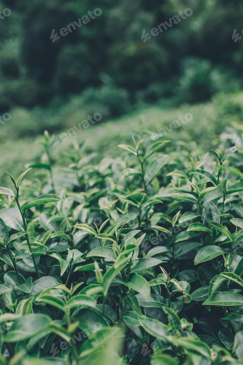 Preview: Top of Green tea leaf in the morning, tea plantation