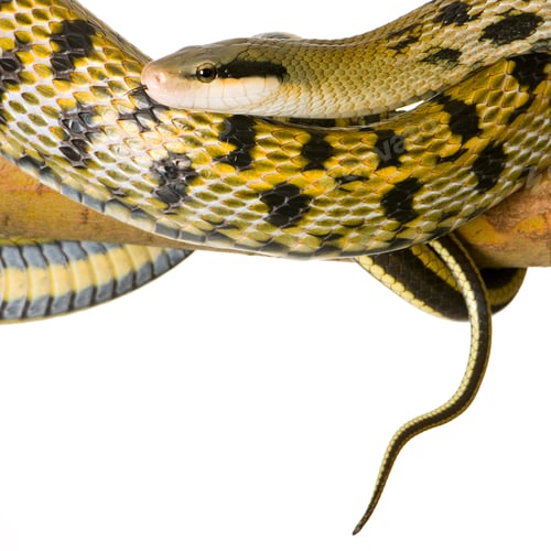 Rat snake