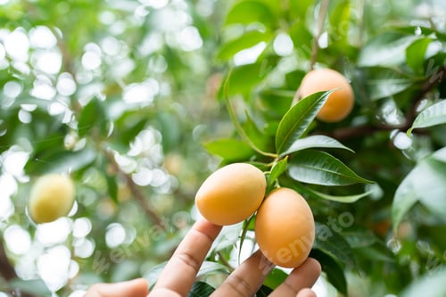 Preview: Thai Plango fruit or Boueaburmanica Griff, Tropical fruit calling Ma Yong Chid in orchard