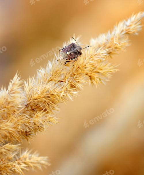 Preview: Brown beetle on autumn ornamental grasses. Close up