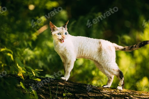 Preview: Sweet Devon Rex Cat Funny Curious Young White Devon Rex Meowing on tree trunk In forest. Short