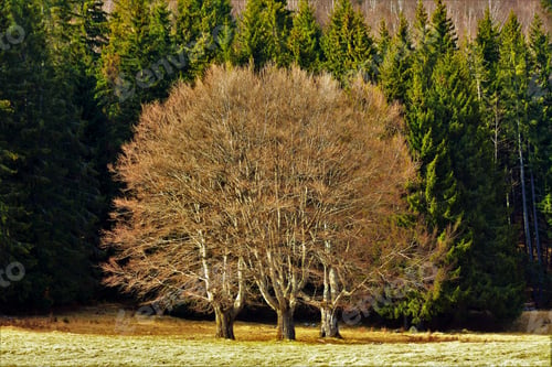 Preview: Mesmerizing shot of beautiful trees in a forest