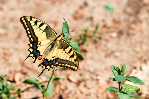 Preview: Swallowtail butterfly or Papilio machaon close