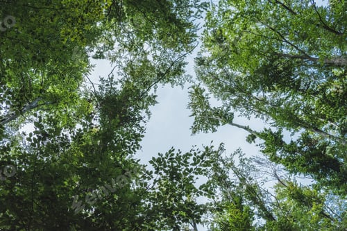 Preview: bottom view of blue sky through tree branches