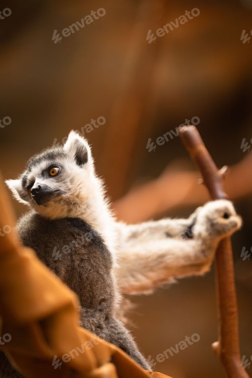 Preview: Adorable ring-tailed lemur perched on a branch, looking off into the distance
