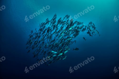 Preview: School of jacks underwater