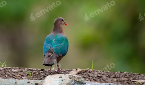 Preview: Common Emerald dove