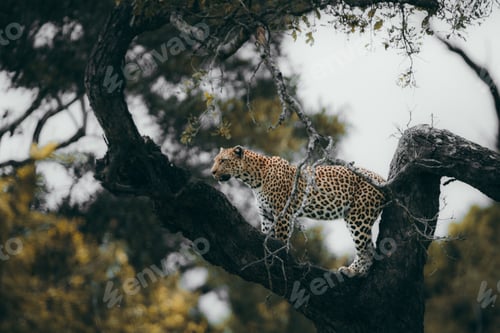 Preview: Leopard in the tree in the Kruger national safari game reserve