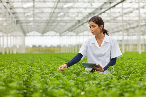 Preview: Scientist in rows of plants in greenhouse, holding digital tablet