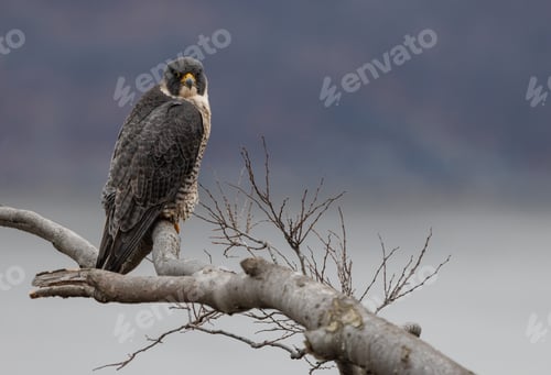 Preview: A Peregrine Falcon on a Tree