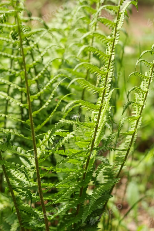 Preview: Dandelion seed stuck in fern leaves. Natural green background