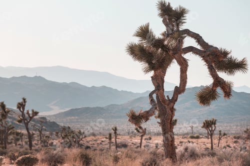 Preview: Joshua tree