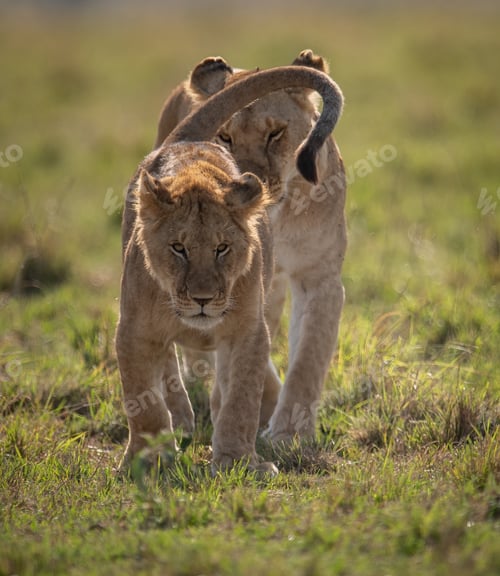 Preview: A Lion on Safari in Africa