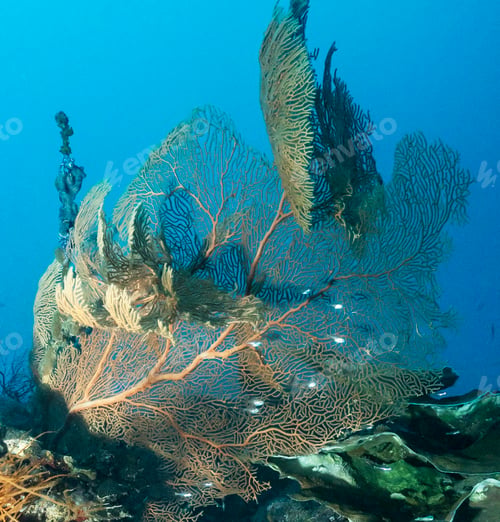 Preview: Colorful sea life underwater, shallow underwater seascape