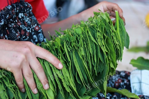 Preview: A woman preparing tobacco for drying in Amasya, Türkiye