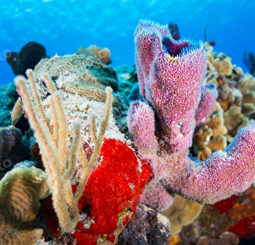 Preview: Amazing underwater world, Underwater world scene.