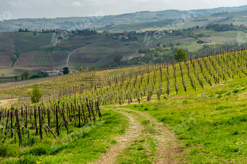 Preview: Vineyards of Oltrepo Pavese in April