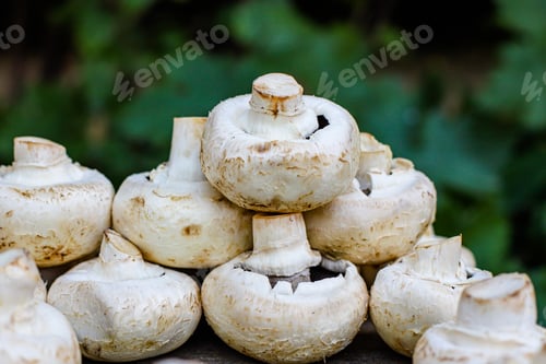 Preview: Fresh Mushrooms Champignons Harvest Food Background Top View Copy Space For Text Organic Eating