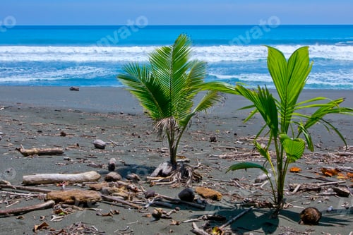 Preview: Beach, Corcovado National Park, Costa Rica
