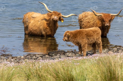 Preview: Two adult Scottish highland cows and a calf bathing in the cold water in Scotland