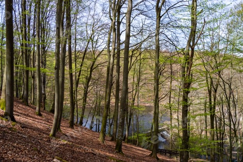 Preview: Lake in the Soderasen National Park