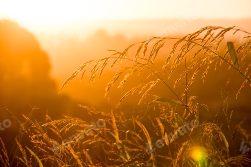 Preview: Scenic view of plants in a field on a cloudy day