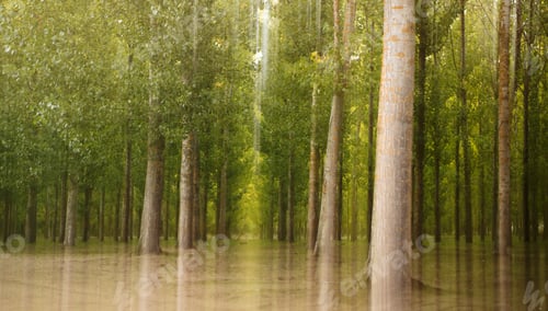 Preview: Blurred trees in green forest