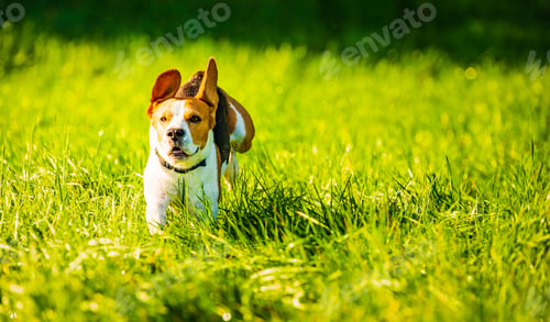 Preview: Happy dog running through a green vivid meadow towards camera.