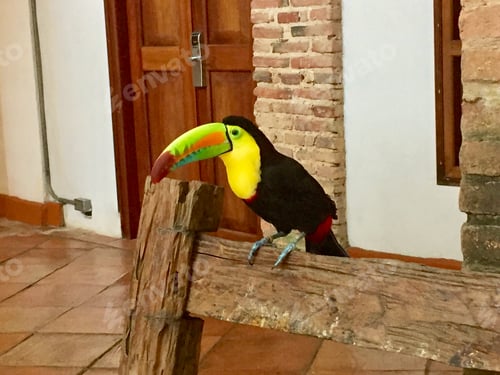 Preview: Colorful toucan at a hotel in Cartagena, Colombia.