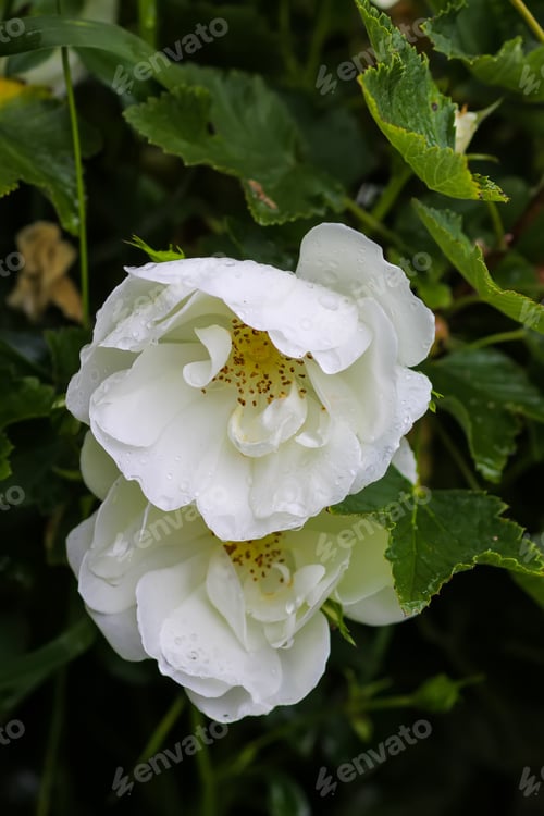 Preview: Rain drops on the petals of a white rose flowers in a summer garden.