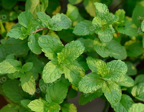 Preview: Picture of fresh green mint leafs