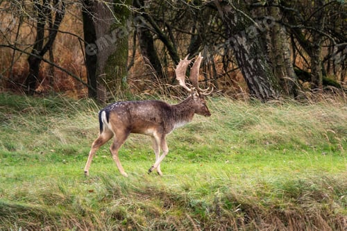Preview: Wild Red Deer Stag Walking Through Quiet Grass Field Near a Dark Forest