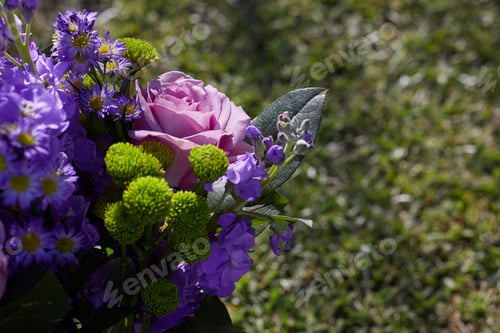 Preview: Photo of purple flowers with green leaves at the Garden