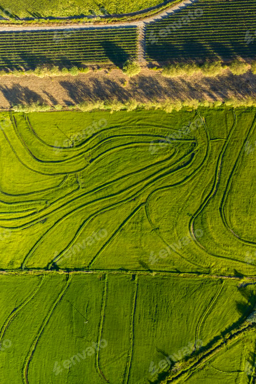 Preview: Aerial view of green rice field. Drone shot frome above