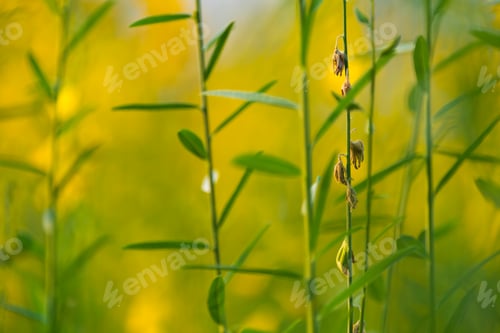 Preview: Pummelo flower, picture of yellow plant