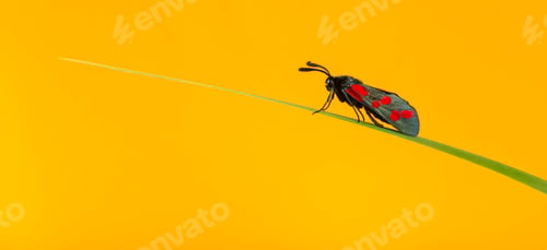 Preview: Six-spot burnet, Zygaena filipendulae, on a blade of grass in front of an orange background