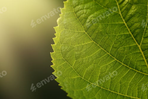Preview: Abstract green leaves texture