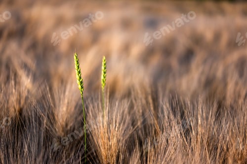 Preview: Two green wheat spikelets on ripe barley field