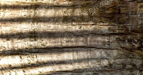 Vorschau: Panorama-Fotoreliefstruktur von trockener Baumrinde. Braune Rinde Hintergrund.