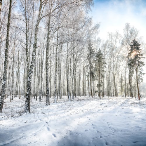 Preview: Picturesque landscape with snow-covered trees in the city park.