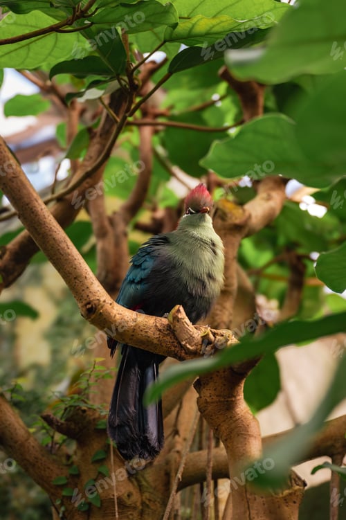 Preview: Fischer's Turaco, Tauraco fischeri