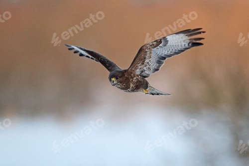 Preview: Common buzzard (Buteo buteo)