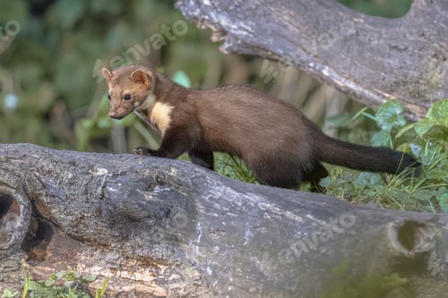 Preview: Pine marten on trunk in forest at night