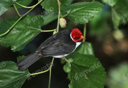 Preview: Red headed bird