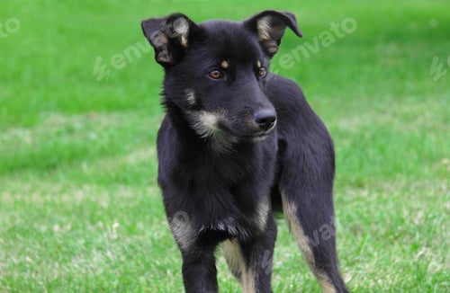 Preview: dog on grass