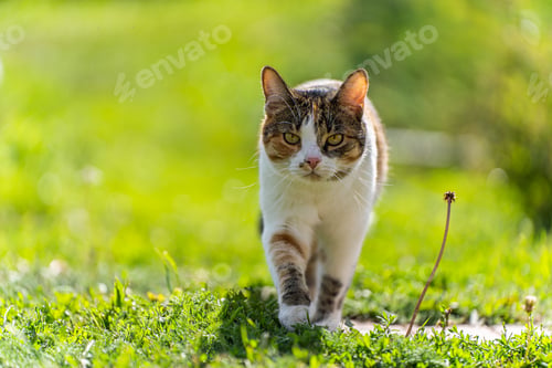 Preview: Cat walking on outdoors grass