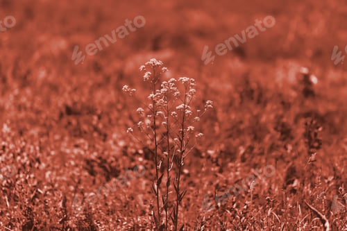 Preview: Trendy coral color. One flower on a field rapce summer day