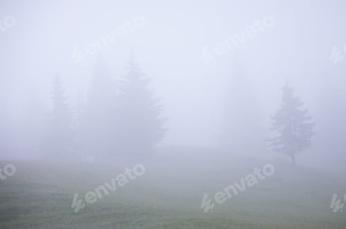 Preview: Misty fog in fir forest on mountain slopes.