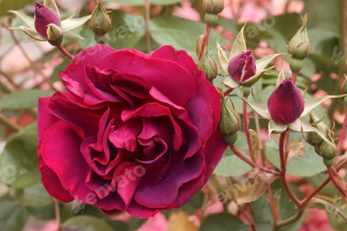 Preview: Close Up Image Of Hybrid Rose Flower (Rosa)
