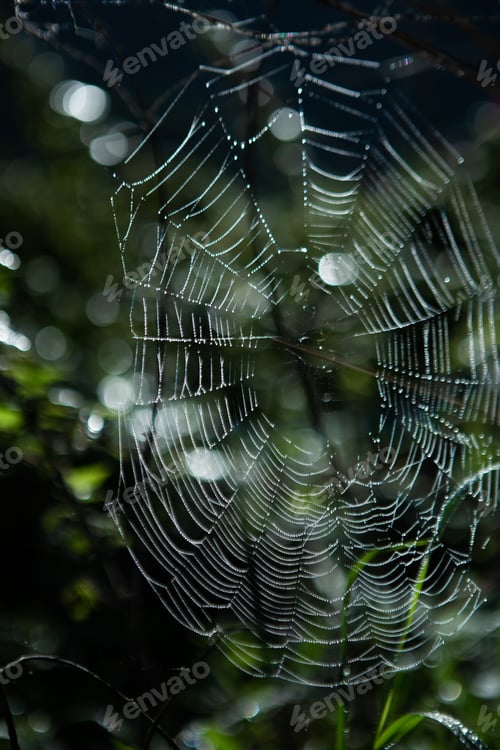Preview: cobweb outside raindrops dawn sun glare backdrop
